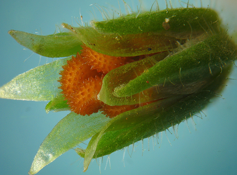 Stellaria media / Centocchio comune